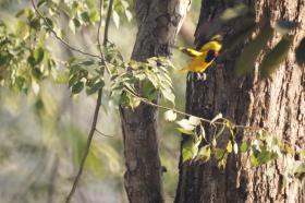 thumbs/birds-Golden Oriole-1.jpg.jpg